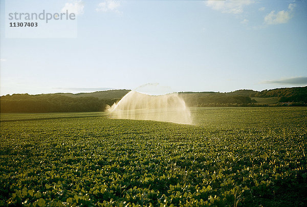 Sprinkleranlage zur Bewässerung