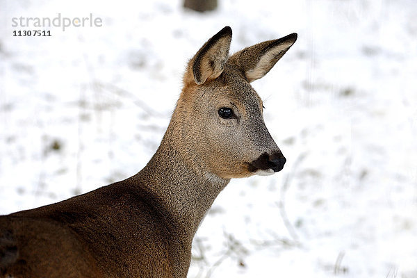 Rehwild  Capreolus capreolus