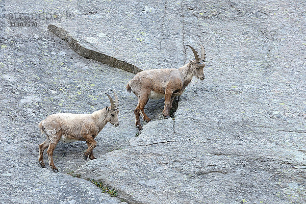 Steinbock  Steinbock