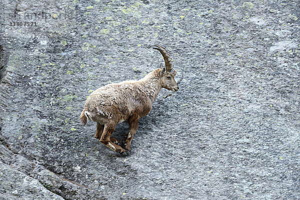 Steinbock  Steinbock