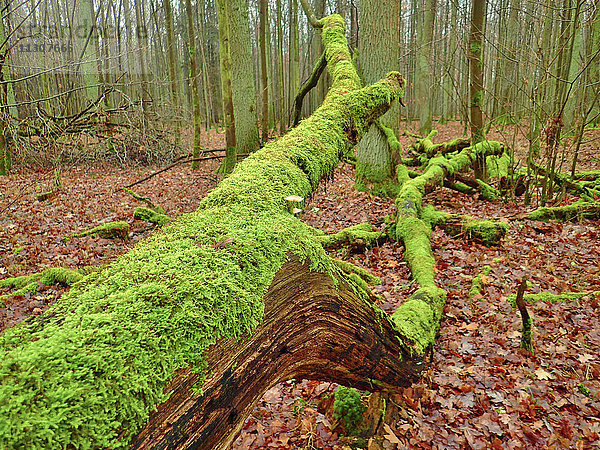 Holz  Wald  Farbe  Moos  Holz  Wald  Baumstamm  Herbstlaub  Franken  Deutschland  Herbst  Konzepte