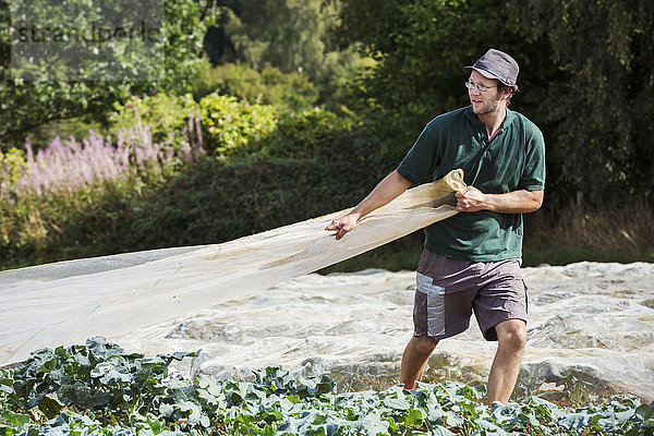 Ein Mann zieht ein Blatt Gartenbauvlies über eine Grünkohlpflanze.