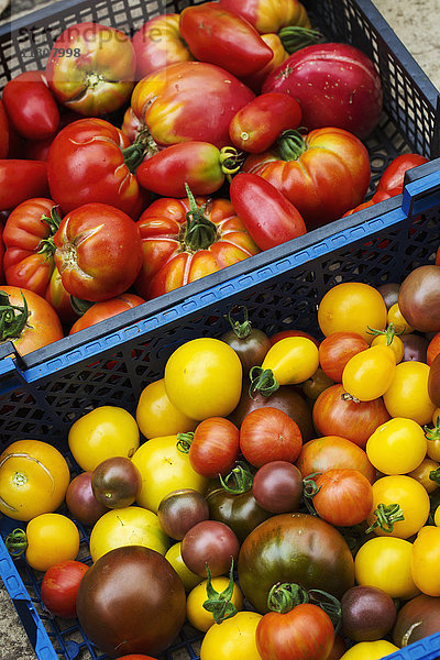 Kiste mit frischen reifen Tomaten  Sorten mit roter  gelber und dunkelroter Schale.