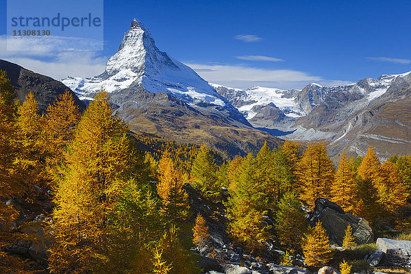 Matterhorn und Lärchen  Wallis  Schweiz