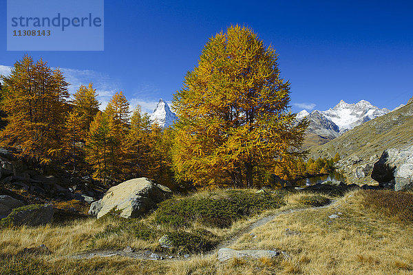 Matterhorn und Lärchen  Wallis  Schweiz