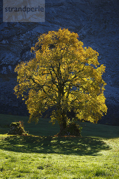 Bergahorn  Acer pseudoplatanus  Schweiz