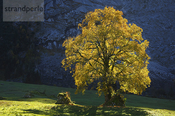 Bergahorn  Acer pseudoplatanus  Schweiz