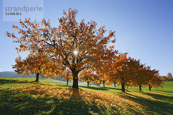 Kirschbäume im Herbst  Prunus avium  Baselland  Schweiz