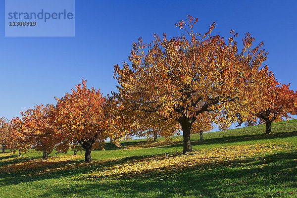 Kirschbäume im Herbst  Prunus avium  Baselland  Schweiz