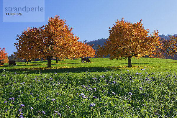 Kirschbäume im Herbst  Prunus avium  Schweiz