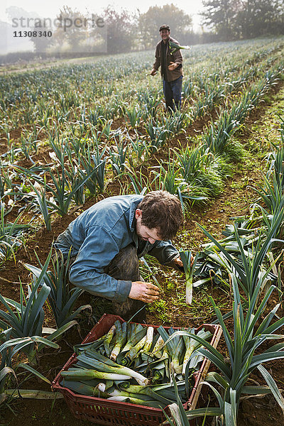 Eine Frau und ein Mann arbeiten auf den Feldern und ernten Blumenkohl.