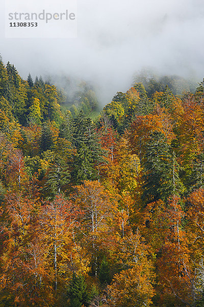 Mischwald im Herbst  Schweiz