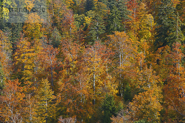 Mischwald im Herbst  Schweiz