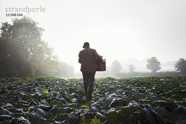 Eine Person geht durch Gemüsereihen auf einem Feld  Nebel steigt über die Felder auf.