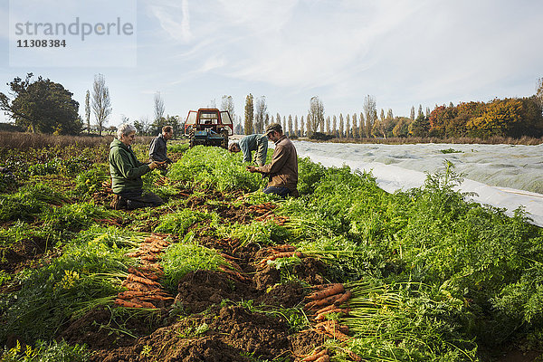 Eine kleine Gruppe von Menschen  die auf einem kleinen Familienbetrieb Herbstgemüse auf den Feldern ernten.