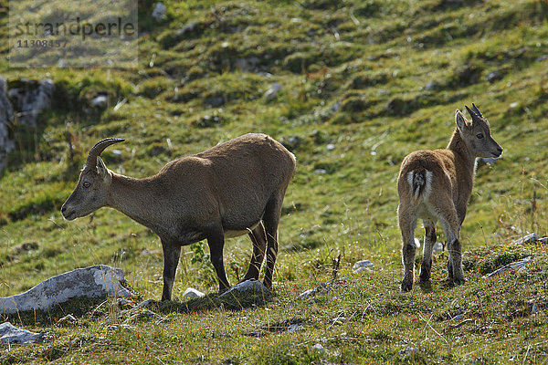 Capra ibex  Steinbock  Schweiz