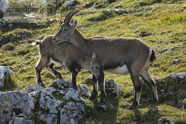 Capra ibex  Steinbock  Schweiz