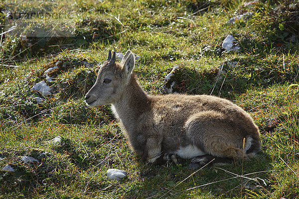 Capra ibex  Steinbock  Schweiz