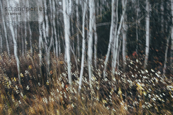 Ein Espenwald im Herbst. Dünne weiße Baumstämme der Zitterpappel bei schwachem Licht mit herbstlichem Unterwuchs.