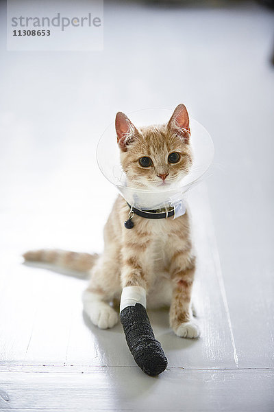 Katze mit medizinischem Kegelkragen