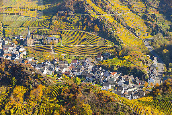 Ahrtal  Anbau  Deutschland  Eifel  Europa  Herbst  herbstlich  Landwirtschaft  Mayschoss  Nutzpflanze  Pfarrkirche  St. Nikolaus und St. Rochus  Portugiesische Traube  Rheinland-Pfalz  Rotweinanbaugebiet  Rotwein  Ahrtal  Spätburgunder  Wandergebiet  Wein  Weinbau  Weinanbaugebiet  Weinberge