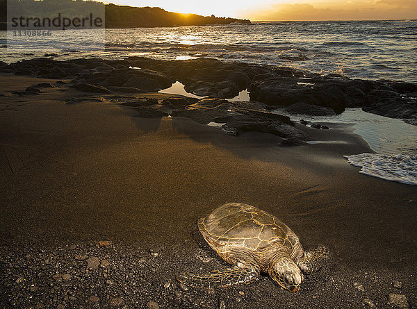 Big Island  Schildkröte  Punaluu  Schwarzer Sandstrand  Big Island  USA  Hawaii  Amerika  Tiere  Tier  vulkanisch  Lava