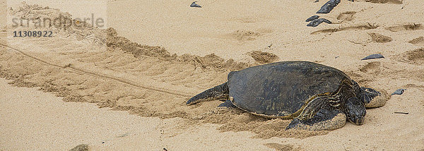 Maui  Schildkröte  Strand  Meeresküste  Paia  USA  Hawaii  Amerika  Tiere  Tier