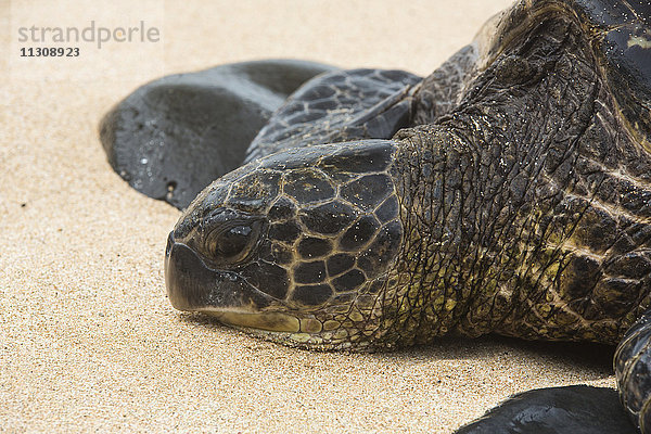 Maui  Schildkröte  Strand  Meeresküste  Paia  USA  Hawaii  Amerika  Tiere  Tier  Kopf