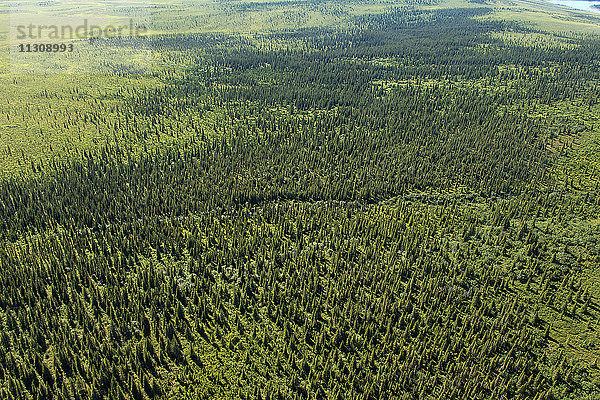 Luftaufnahme  Alaska  USA  Tundra  Wald  Landschaft