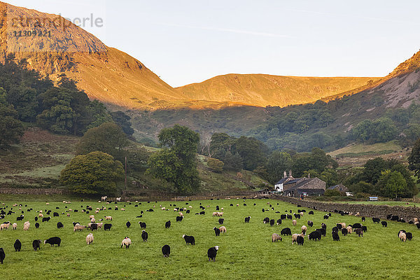 England  Kumbrien  Lake District  Ullswater  Bauernhof in Glenridding