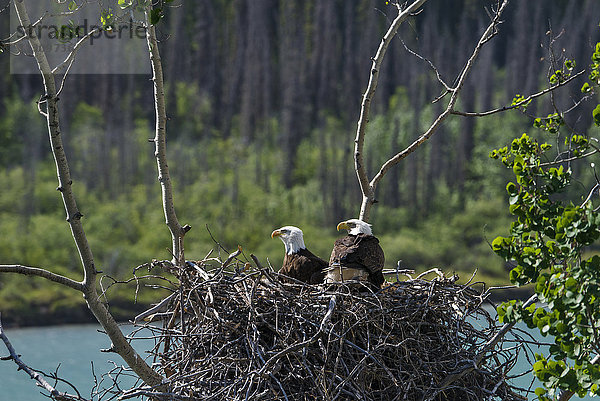 Weißkopfseeadler  Adler  Vogel  Jungtier  Erwachsener  Haliaeetus leucocephalus  Nisten  Yukon  Kanada