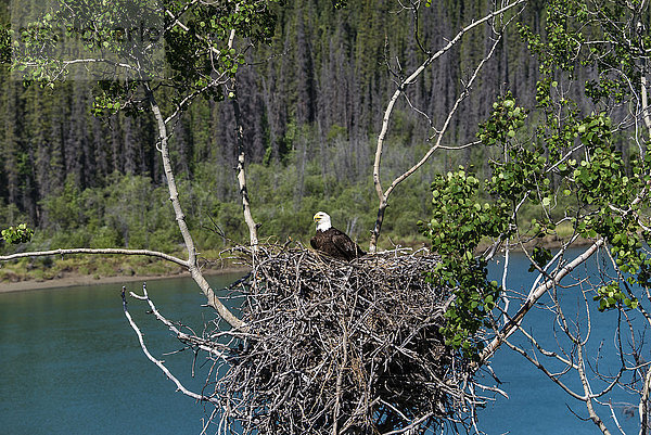 Weißkopfseeadler  Adler  Vogel  Jungtier  Erwachsener  Haliaeetus leucocephalus  Nisten  Yukon  Kanada