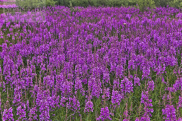 Feuerkraut  Epilobium angustifolium  Pflanze  violett  Alaska  USA