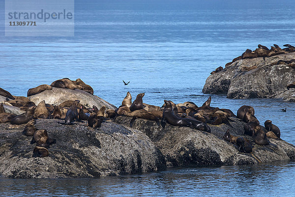 Stellerscher Seelöwe  Seelöwe  Tier  Eumetopias jubatus  Glacier Bay  Nationalpark  Alaska  USA