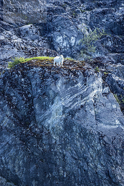 Bergziege  Tier  Felsen  Glacier Bay  Nationalpark  Alaska  USA