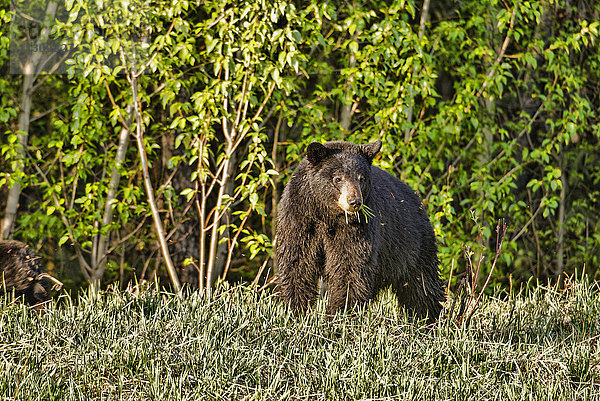 Schwarzbär  Bär  Tier  Alaska  USA