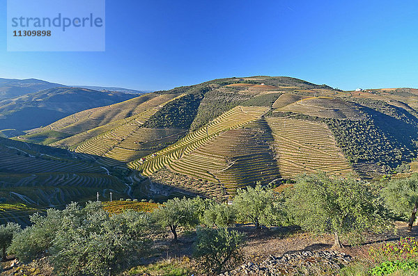Die Abendsonne fällt auf die Hügel über dem Fluss Douro im Norden Portugals  einer Region  die seit Jahrhunderten für ihre Weinherstellung berühmt ist.