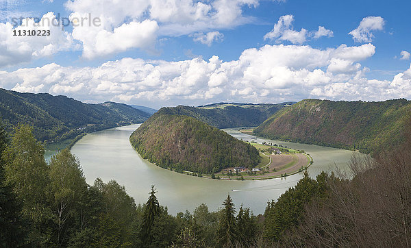 Donau  Oberösterreich  Schlögener Schlinge  Schlinge  Fluss  Fluss  Holz  Wald  Österreich