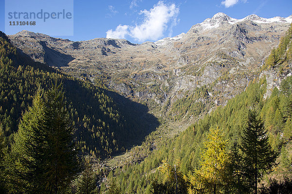 Schweiz  Europa  Tessin  Val di Prato  Bergwald  Lärchen  Fichten  Herbst  Berg  Pizzo Campo Tencia
