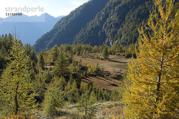 Schweiz  Europa  Tessin  Val di Prato  Lärchen  Moor  Ried  Herbst