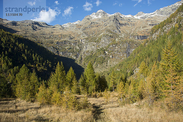 Schweiz  Europa  Tessin  Val di Prato  Bergwald  Moor  Lärchen  Fichten  Herbst  Berg  Pizzo Campo Tencia