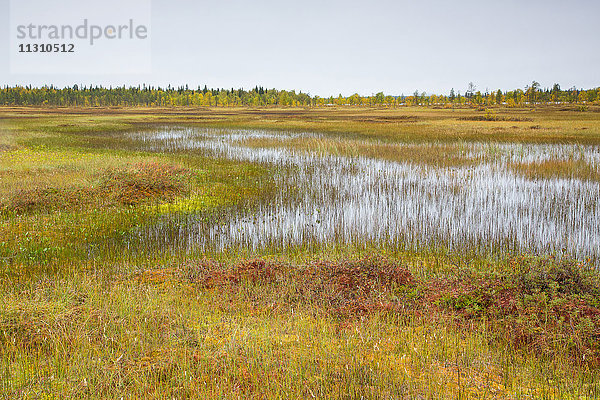 Europa  Finnland  Herbst  Herbstfarben  Landschaft  Lappland  Linutuluontopolku  Moor  Skandinavien  Sumpf  Wasser