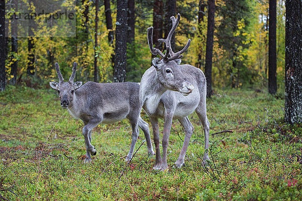 Europa  Finnland  Herbst  Herbstfarben  Lappland  Rentiere  Skandinavien  Säugetiere  Tankavara  Tiere  Holz  Wald  Wildnis