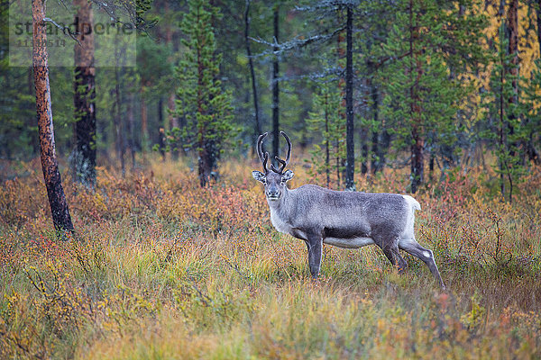 Europa  Finnland  Herbst  Herbstfarben  Landschaft  Landschaft  Lappland  Moor  Rentiere  Skandinavien  Sumpf  Säugetiere  Tiere  Wald  Wildnis