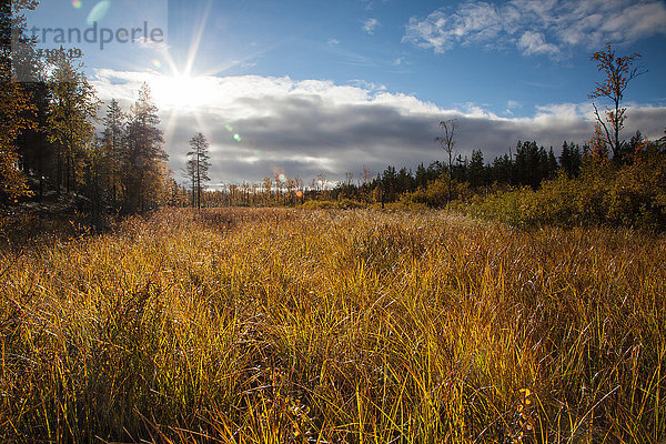 Bäume  Europa  Finnland  Herbst  Herbstfarben  Landschaft  Landschaft  Lappland  Moor  Skandinavien  Sumpf  Holz  Wald