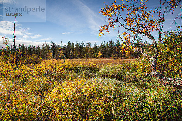 Bäume  Europa  Finnland  Herbst  Herbstfarben  Landschaft  Landschaft  Lappland  Moor  Skandinavien  Sumpf  Holz  Wald