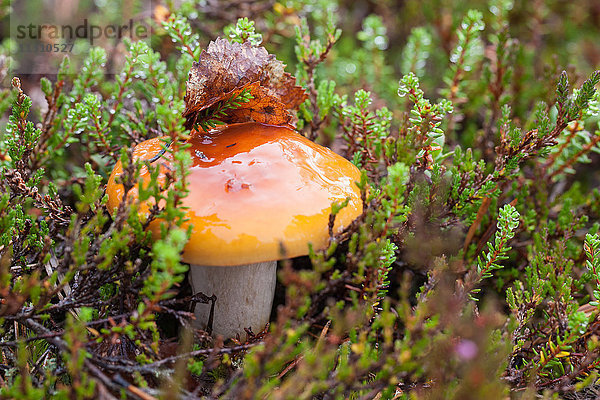 Europa  Finnland  Herbst  Herbstfarben  Lappland  Pflanzen  Pilze  Skandinavien