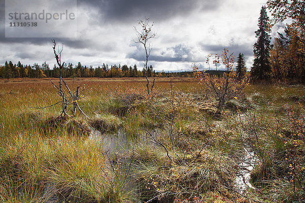 Europa  Finnland  Herbst  Herbstfarben  Landschaft  Lappland  Moor  Skandinavien  Sumpf  Urho Kekkonen  Nationalpark  Wasser