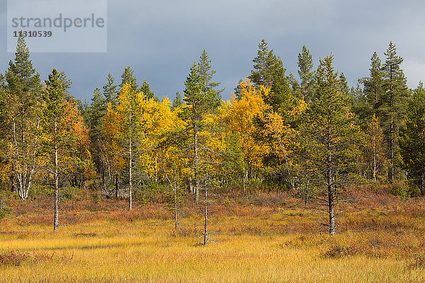 Bäume  Europa  Finnland  Herbst  Herbstfarben  Landschaft  Lappland  Moor  Skandinavien  Sumpf  Urho-Kekkonen-Nationalpark
