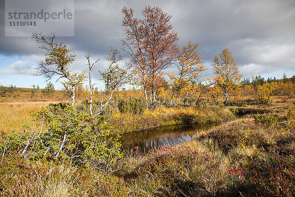 Bach  Bäume  Europa  Finnland  Herbst  Herbstfarben  Kiilopää  Landschaft  Landschaft  Lappland  Moor  Skandinavien  Sumpf  Urho Kekkonen  Nationalpark  Wasser